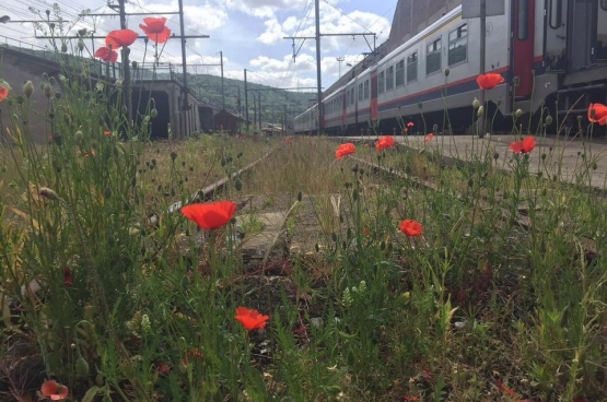 Photo prise à Kinkempois par le conducteur décédé dans l'accident de train de St Georges sur Meuse pour un concours photo. Ses collègues l'ont diffusée sur les médias sociaux afin de lui rendre hommage.