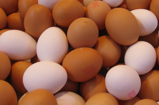 Tout indique que le Fipronil était présent dans la chaîne alimentaire depuis des mois, voire plus. (Photo 16:9clue / Flickr)